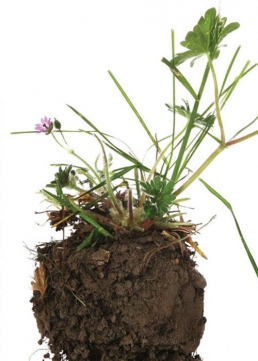 plant with soil